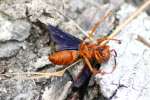 Paper Wasp Attacked by Ants