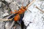 Paper Wasp Attacked by Ants