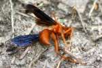 Paper Wasp Attacked by Ants