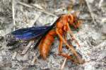 Paper Wasp Attacked by Ants