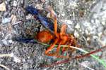 Paper Wasp Attacked by Ants