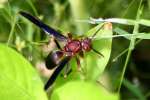 Paper Wasp