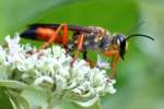 Great Golden Digger Wasp