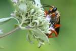 Great Golden Digger Wasp