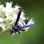 Scoliid Wasp