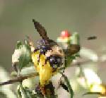 Unidentified Bees and Wasps