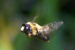 Eastern Carpenter Bee