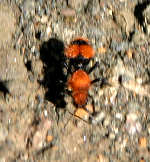 Cow Killer Wasp