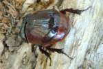 Rhinoceros Beetle - Ox Beetle