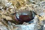 Rhinoceros Beetle - Ox Beetle