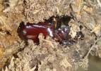 Rhinoceros Beetle - Ox Beetle