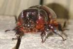 Rhinoceros Beetle - Ox Beetle