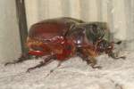 Rhinoceros Beetle - Ox Beetle