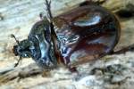 Rhinoceros Beetle - Ox Beetle