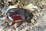 Rhinoceros Beetle - Ox Beetle