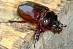 Rhinoceros Beetle - Ox Beetle