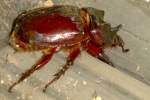 Rhinoceros Beetle - Ox Beetle