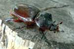 Rhinoceros Beetle - Ox Beetle