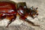 Rhinoceros Beetle - Ox Beetle