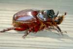 Rhinoceros Beetle - Ox Beetle