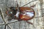 Rhinoceros Beetle - Ox Beetle