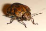 Unidentified Beetle