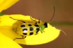 Spotted Cucumber Beetle