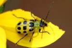 Spotted Cucumber Beetle