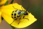 Spotted Cucumber Beetle