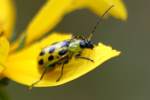 Spotted Cucumber Beetle