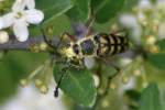 Notch-tipped Flower Longhorn