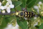 Notch-tipped Flower Longhorn