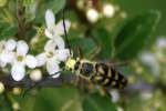 Notch-tipped Flower Longhorn