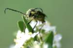 Notch-tipped Flower Longhorn