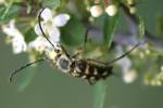 Notch-tipped Flower Longhorn