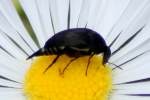 Tumbling Flower Beetle