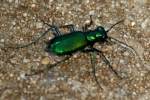 Six-spotted Green Tiger Beetle