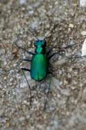 Six-spotted Green Tiger Beetle