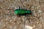 Six-spotted Green Tiger Beetle