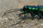 Six-spotted Green Tiger Beetle