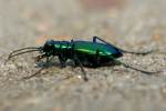 Six-spotted Green Tiger Beetle