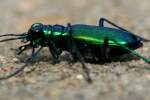 Six-spotted Green Tiger Beetle