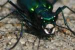 Six-spotted Green Tiger Beetle