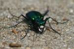 Six-spotted Green Tiger Beetle