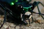 Six-spotted Green Tiger Beetle