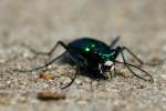 Six-spotted Green Tiger Beetle