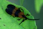 Banded Net-wing Beetle 