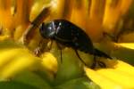 Tumbling Flower Beetle