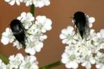 Tumbling Flower Beetle