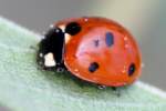 Seven-spotted Lady Beetle